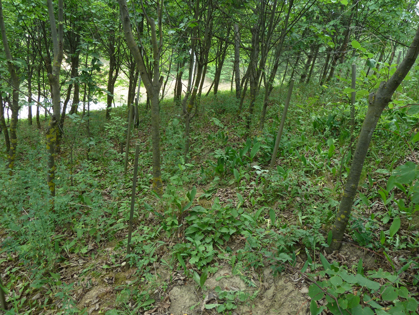 Stav ploch po 4 letech od překrytí půdou z lesního porostu (2012)